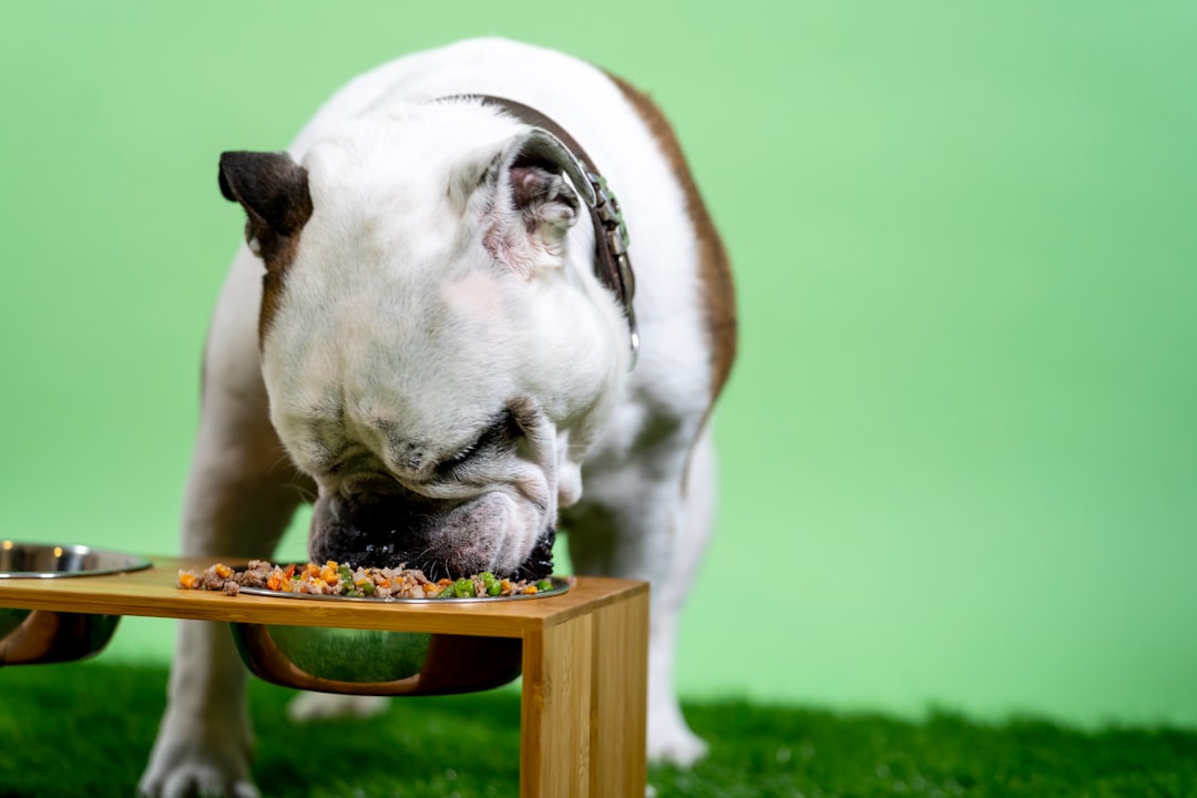 Sardine-Based Dog Food: Ocean Nutrition Benefits Explained