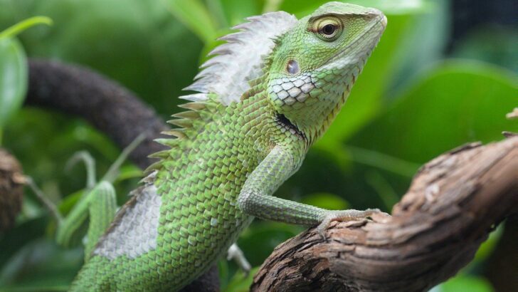 How to Recreate Sunlight for Arboreal Reptiles Indoors