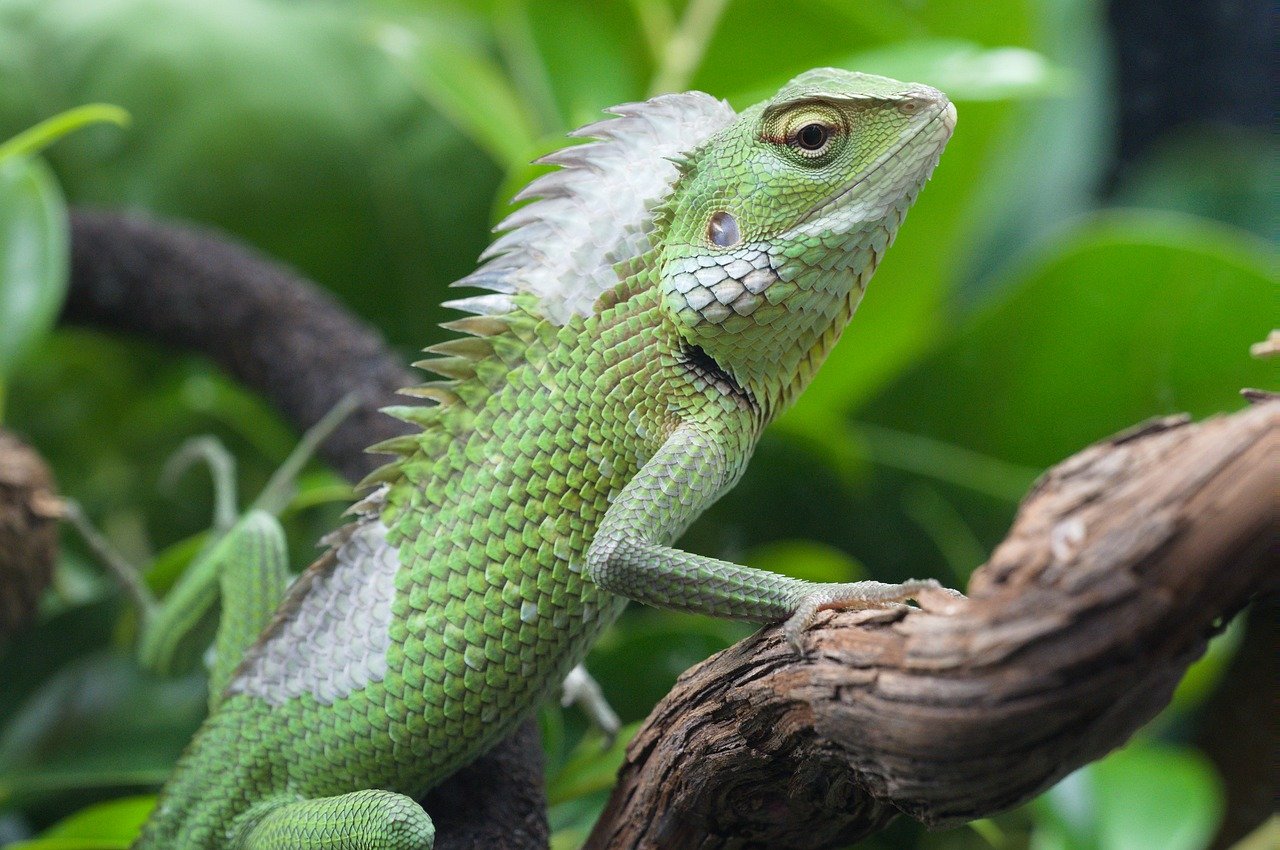 Complete Arboreal Reptile Lighting Setup for Forest Species