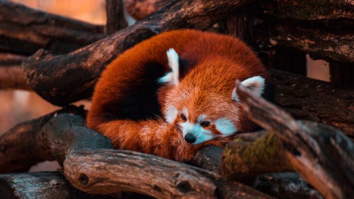 Lincoln Park Zoo Marks Lunar New Year with New Red Panda Arrival