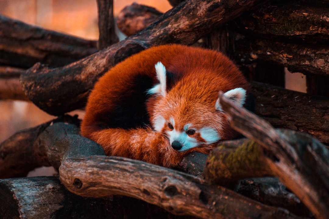Lincoln Park Zoo Welcomes a New Red Panda this Chinese New Year