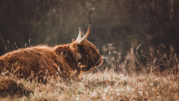 Fighting Yaks Halt Traffic on Remote Road, Motorbike Rider Forced into U-Turn