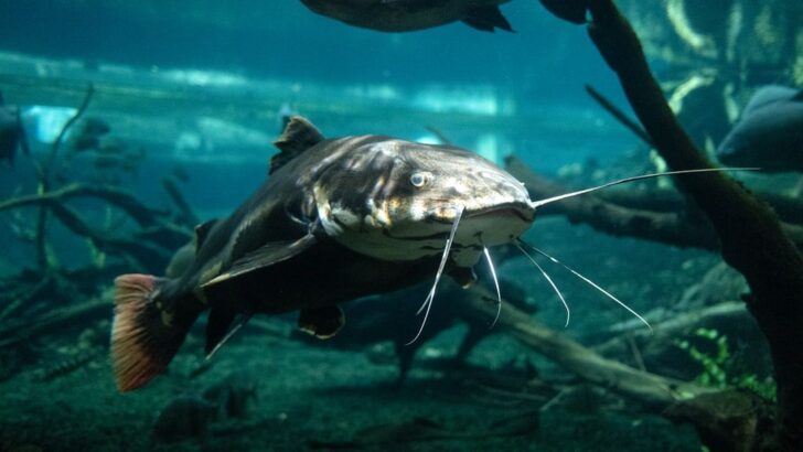 Catfish Stun Observers by &lsquo;Walking&rsquo; Across Land in Nighttime Food Hunt