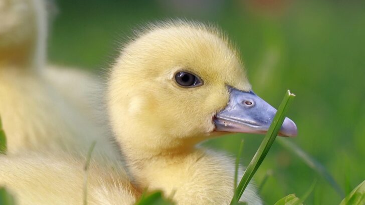 Disabled Duckling Ozzy Starts Eating Again Thanks to Lifesaving High Chair