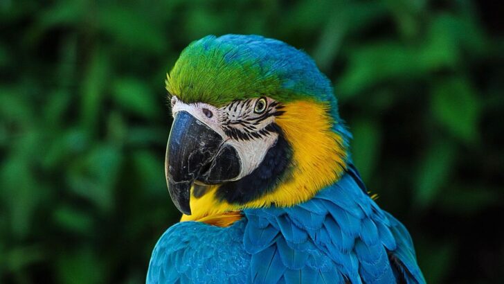 28-Year-Old Macaw Louie Stakes Claim as Mom&rsquo;s True Love Amid Boyfriend Rivalry