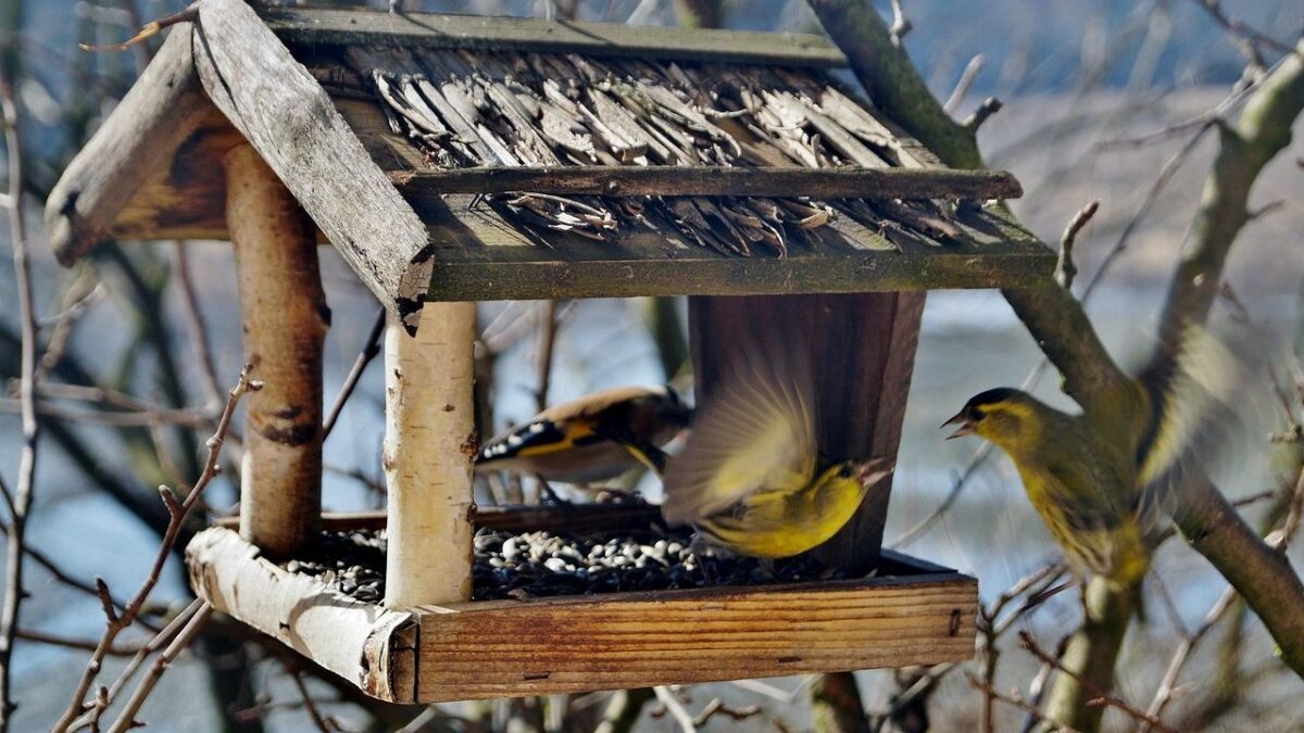 7 Hidden Dangers in Your Backyard That Could Harm Local Wildlife