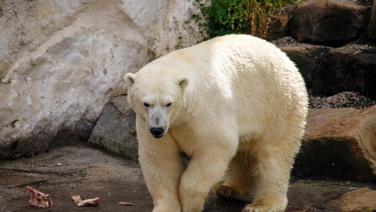 10 Amazing Facts About Bears You Probably Didn't Know