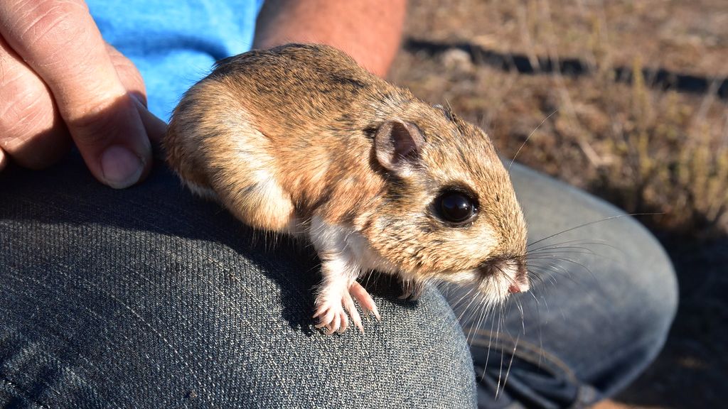 Animals That Defy the Desert: Surviving Years Without a Single Drop