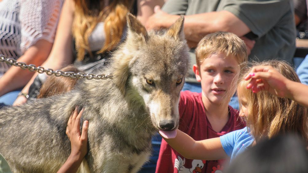 8 Things You Should Never Do When You See a Wolf