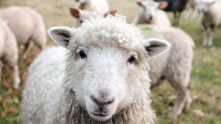 Most Astonishing Facts About Farm Animals&rsquo; Intelligence and Emotions