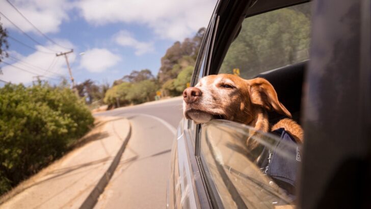 Indispensable Safety Essentials Every Dog Traveler Needs