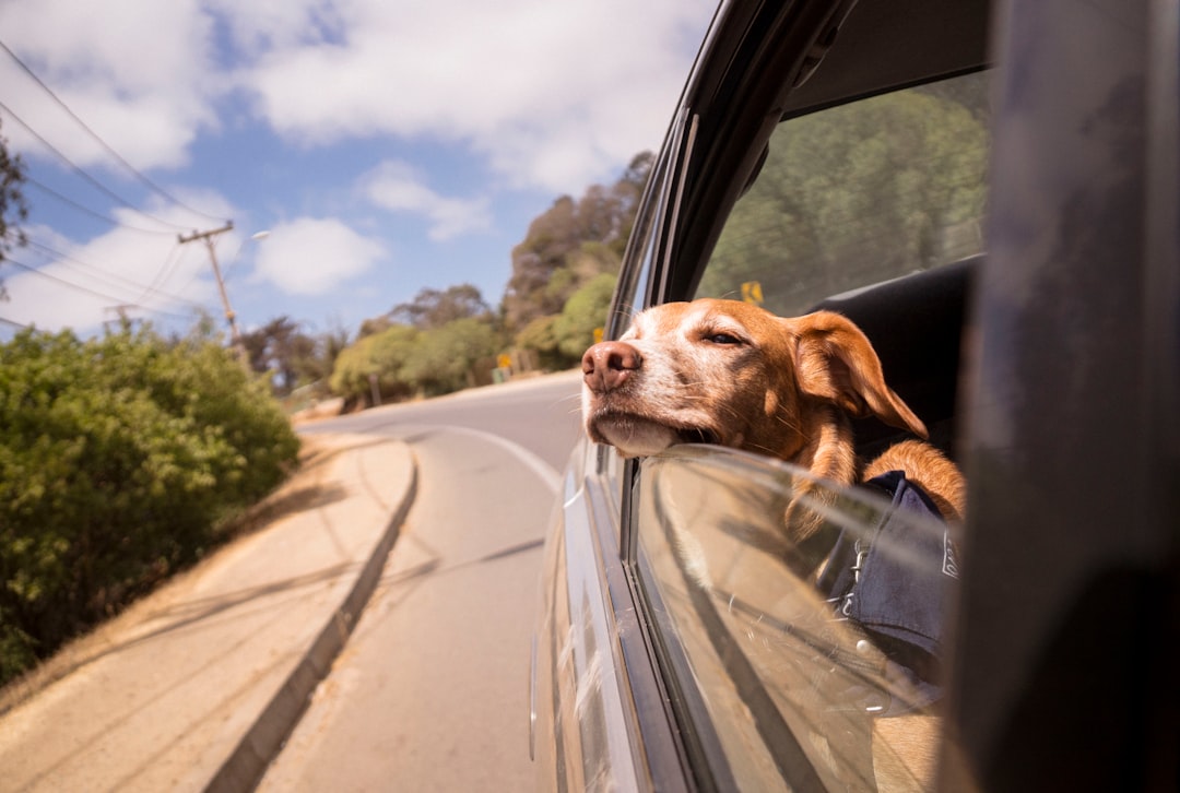 Safety First: Beyond the Leash: 7 Non-Negotiable Safety Items Every Pet Traveler Needs