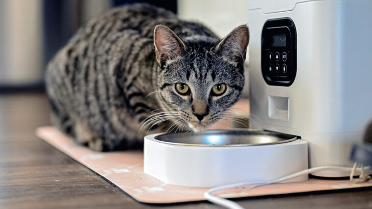 Expert Opinion on Leaving Cats Alone with Automatic Feeders