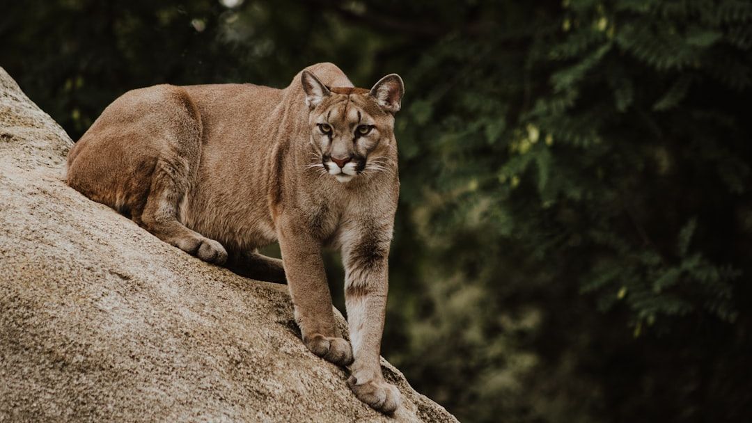 Wolves And Cougars Are Back In Yellowstone - And The Results Are Stranger Than Anyone Expected
