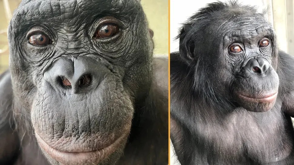 Kanzi The Bonobo Could Play Pretend - A Skill Scientists Once Thought Only Humans Had