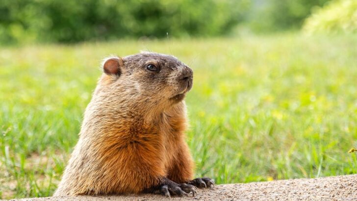 Doctor’s Quick Action Saves Struggling Groundhog in Shocking Backyard Rescue