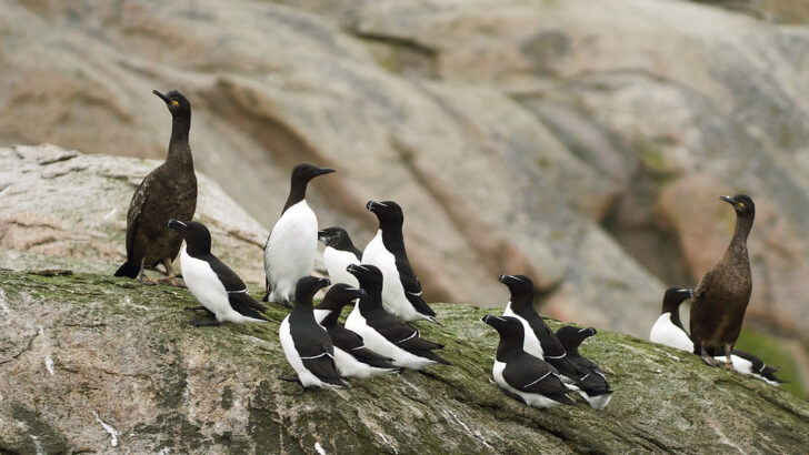 How Seabird Guano Fueled the Rise of Peru’s Chincha Kingdom