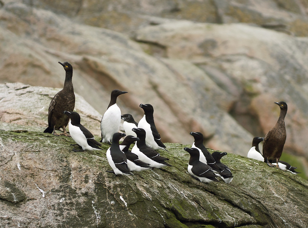 How seabird poop helped fuel ancient civilizations in Peru