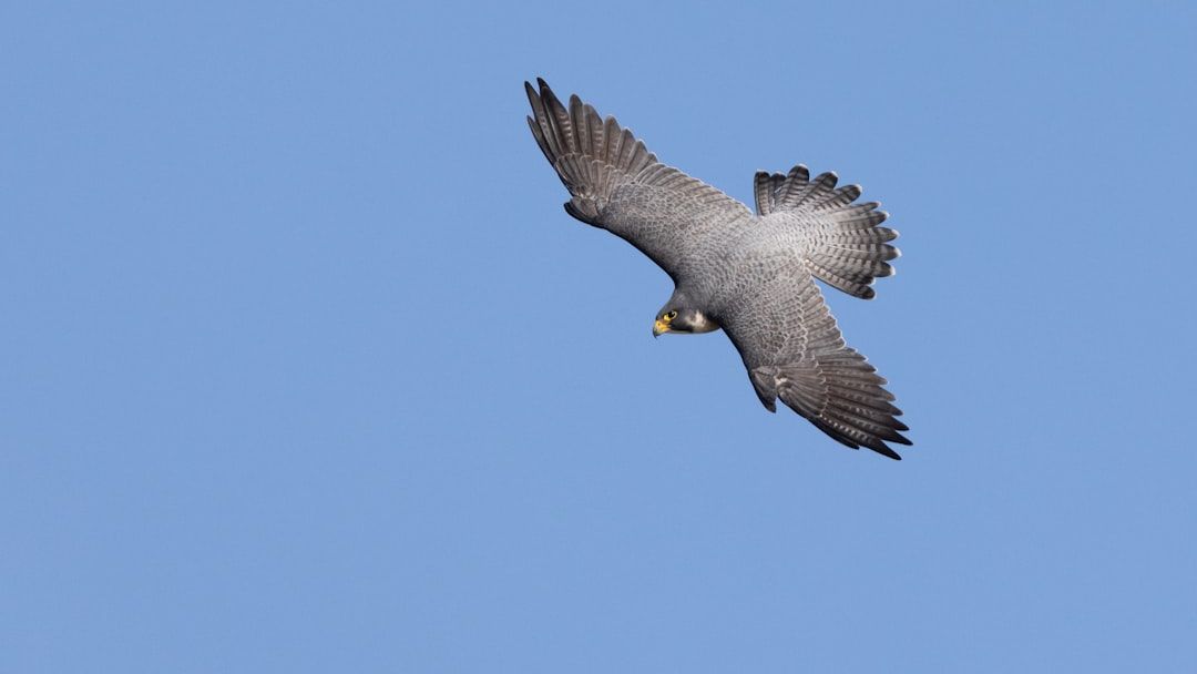 Lost in the Outback: A Siberian Peregrine Falcon Just Showed Up Where No One Expected
