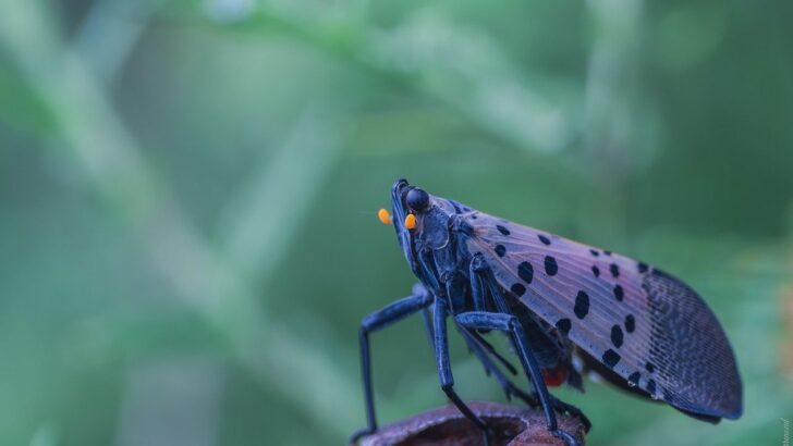 Spotted Lanternflies Are Invading the US – And China’s Cities May Have Given Them Their Superpowers