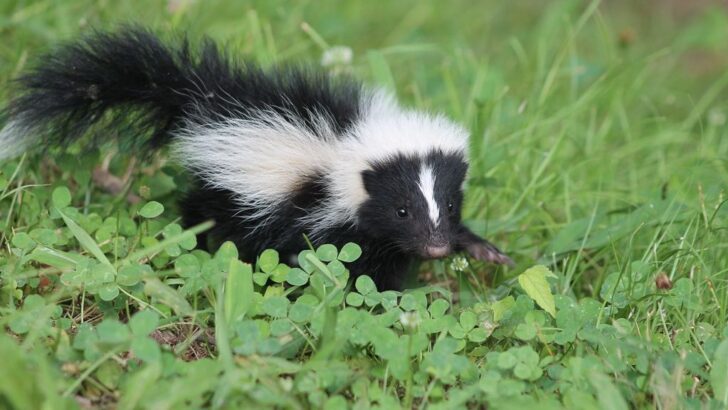 Rescued Baby Skunks Ignite Spray-War Chaos with New Sibling in Rehab Home