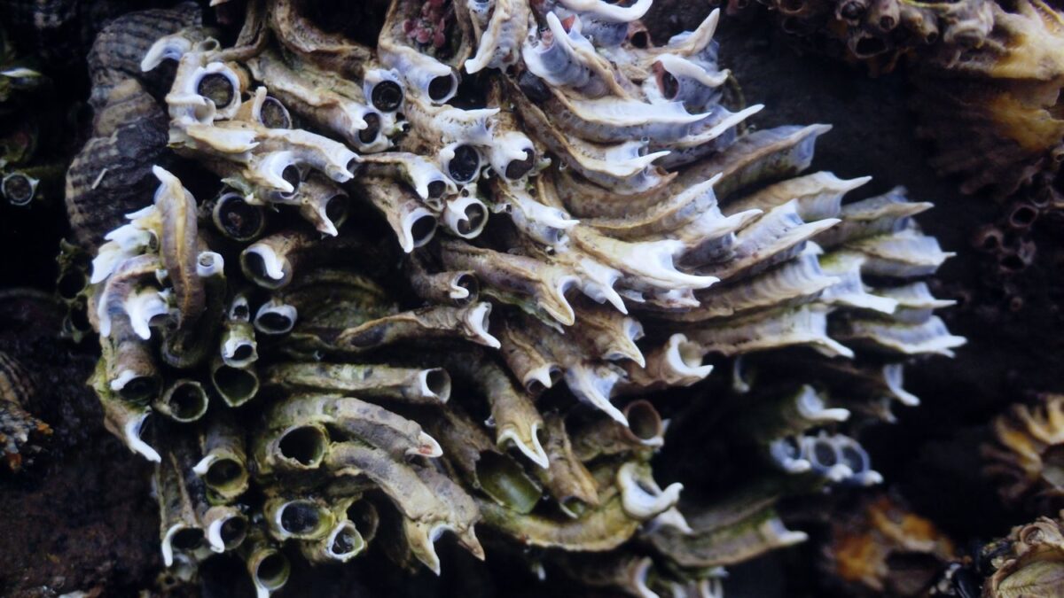 Discovering the Ancient Secrets Held Within the Deepest Ocean Trenches