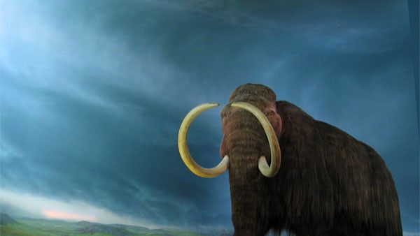 10 Extinct Animals Scientists Want to Bring Back