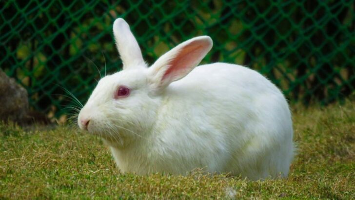 9 Things to Know Before Getting a Pet Rabbit