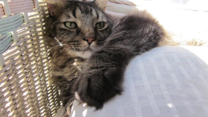 Tiny Kitten Saved From Tree Becomes a Veteran’s Lifelong Steadfast Support