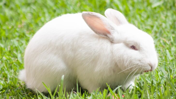 Sweet Bunny Dodges Wild Release, Becomes Pet Zoo Star