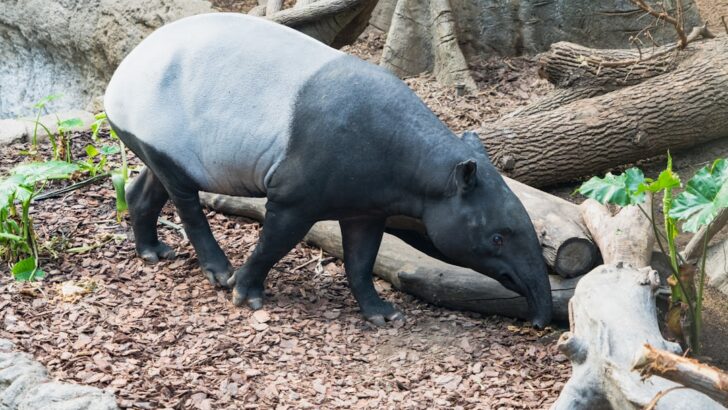 Loosely Social Wildlife Faces Greater Extinction Risks Than Tightly Knit Groups, New Research Finds