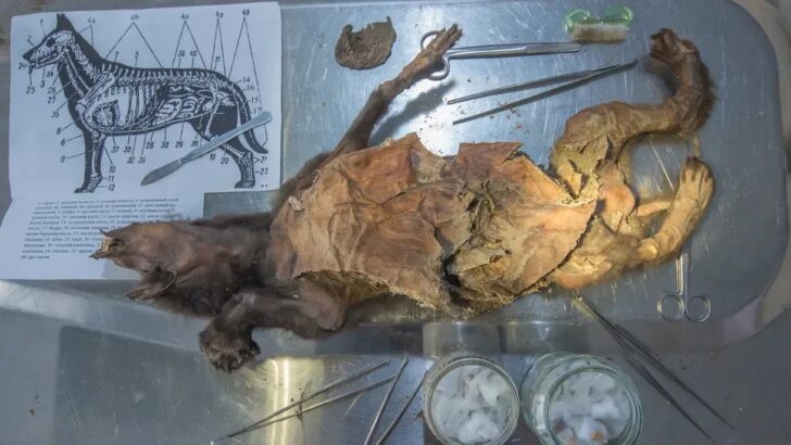 Ancient DNA Recovered From Woolly Rhino Meat Eaten by a Wolf Pup 14,000 Years Ago