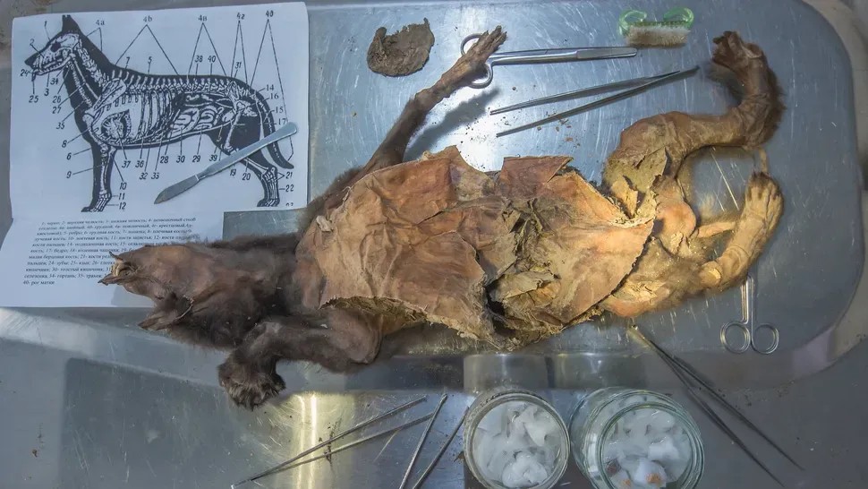 Ancient DNA Recovered From Woolly Rhino Meat Eaten by a Wolf Pup 14,000 Years Ago