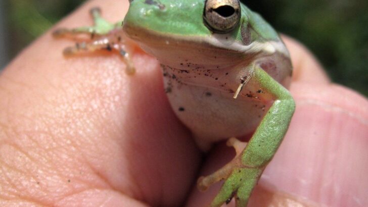 Man Discovers Tiny Tree Frog in Late-Night Salad, Crafts Custom Terrarium Haven