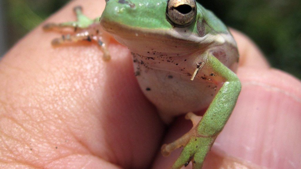 Man Discovers Tiny Tree Frog in Late-Night Salad, Crafts Custom Terrarium Haven