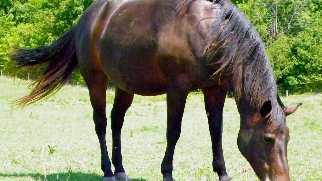 Rescued Wild Mustangs with Severe Clubfeet Gallop Freely for First Time After Year of Treatment