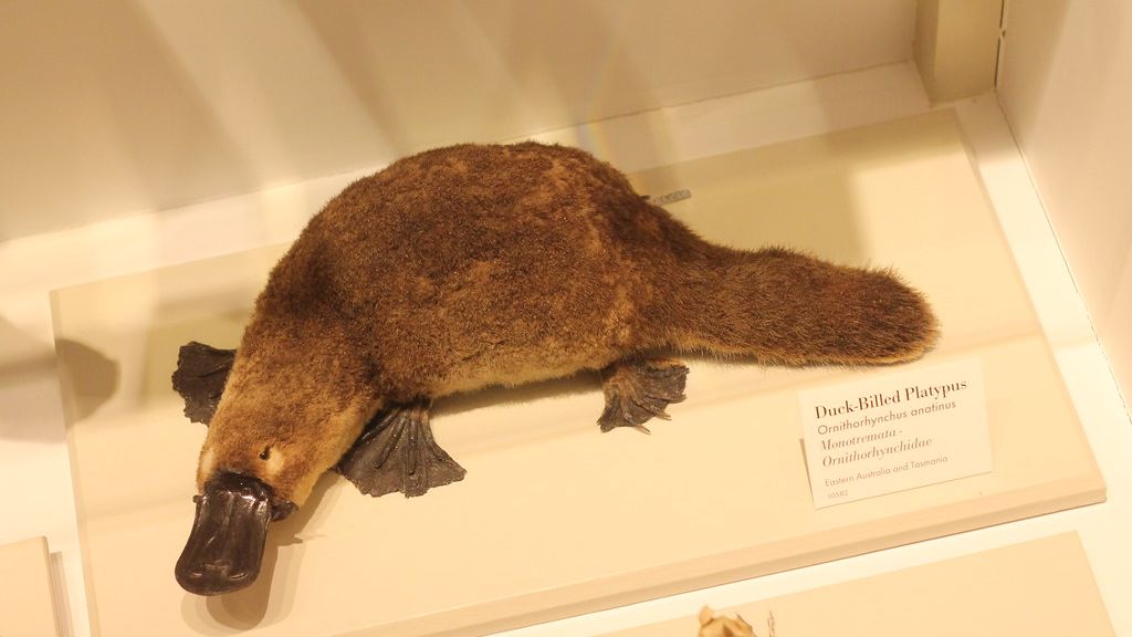 8 Quirky Facts About the Platypus