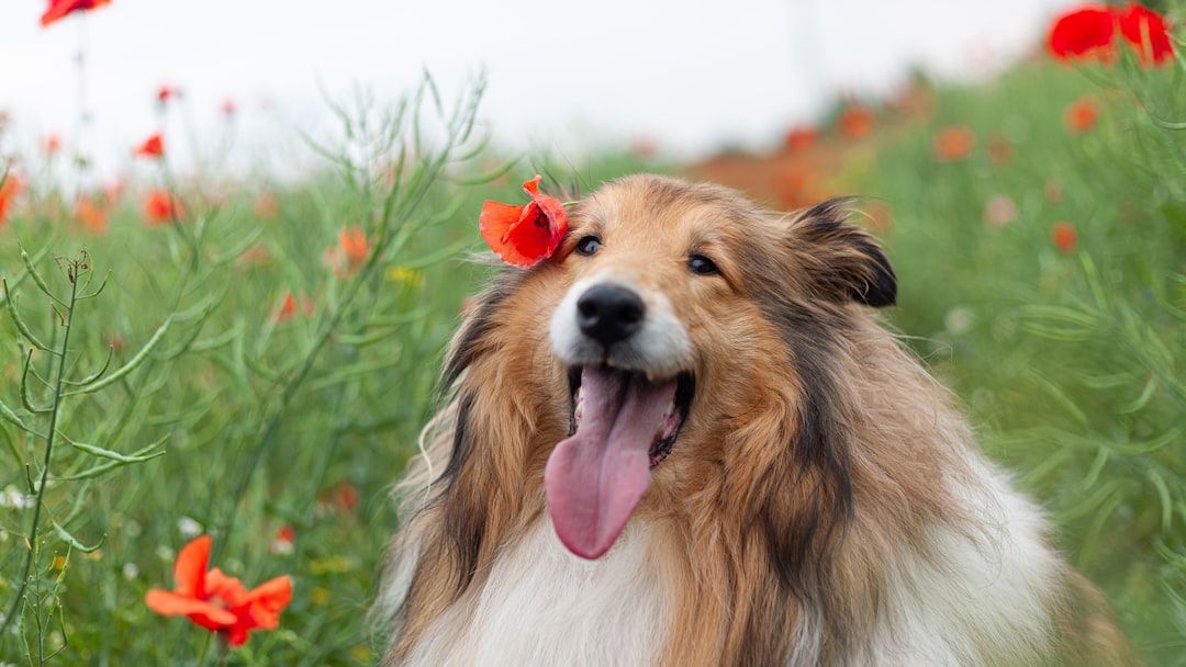 12 Amazing Dog Breeds Known for Their Unwavering Loyalty to Their Owners