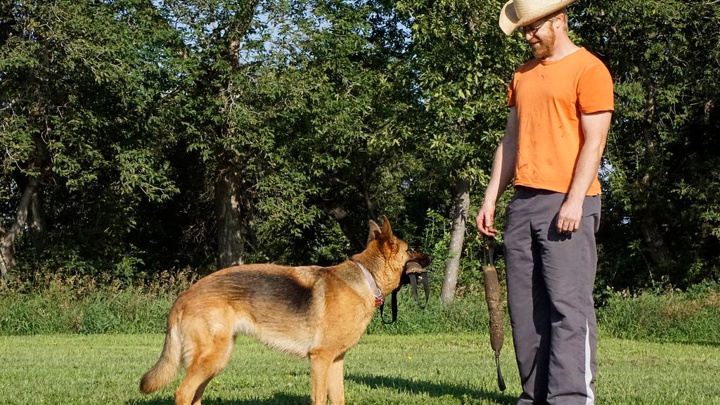 15 Dog Behaviors That Are Actually Signs of Affection (Not Mischief)