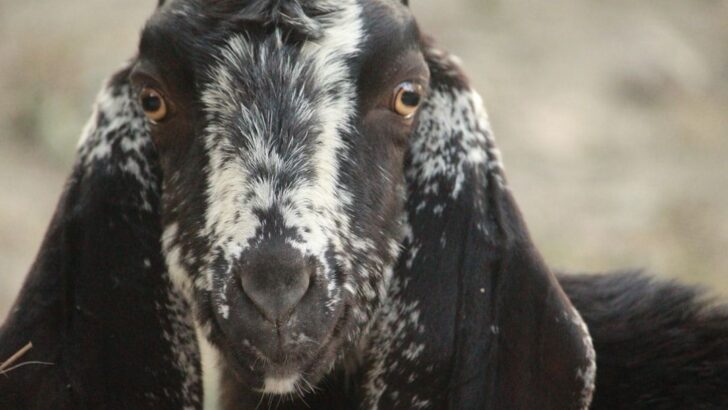 Chained Dog Mistaken for Sheep Emerges Transformed After Years of Neglect