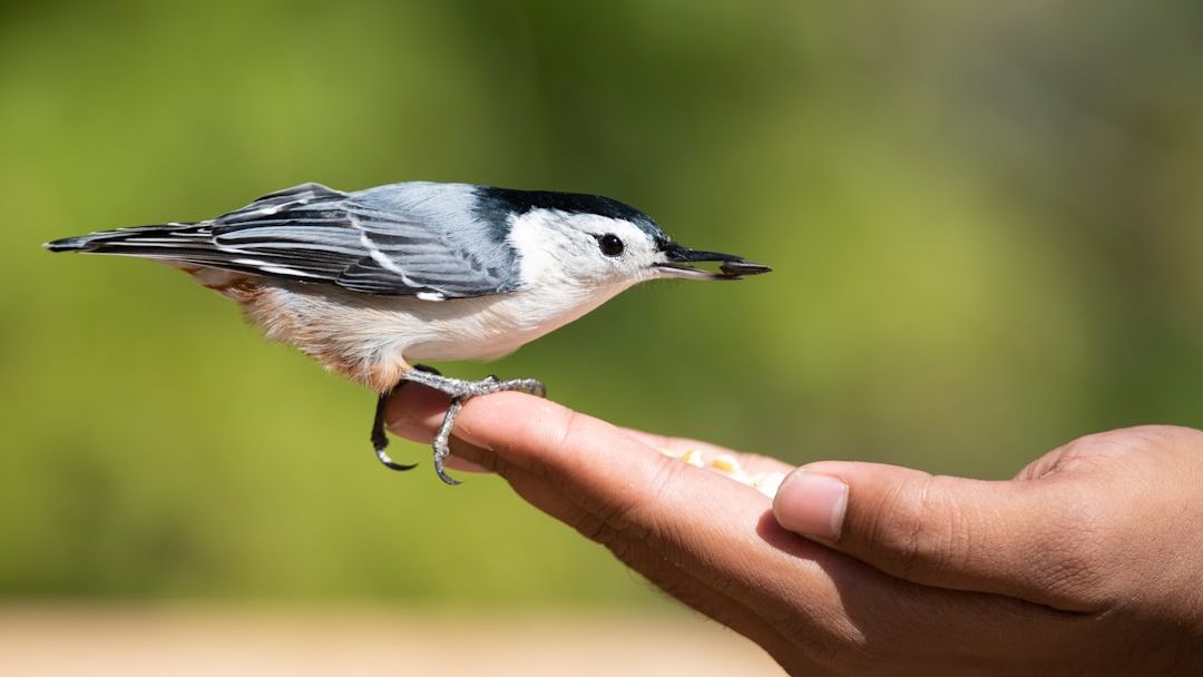 10 Ways Pet Birds Show Love That Owners Often Overlook