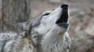 What Makes Wolves Howl at the Moon?