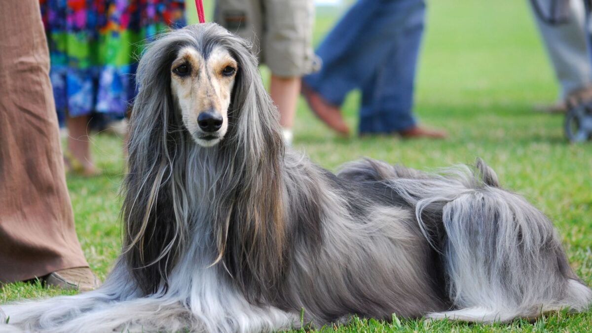 Beyond the Bark: Decoding Your Dog's 12 Most Common Vocalizations