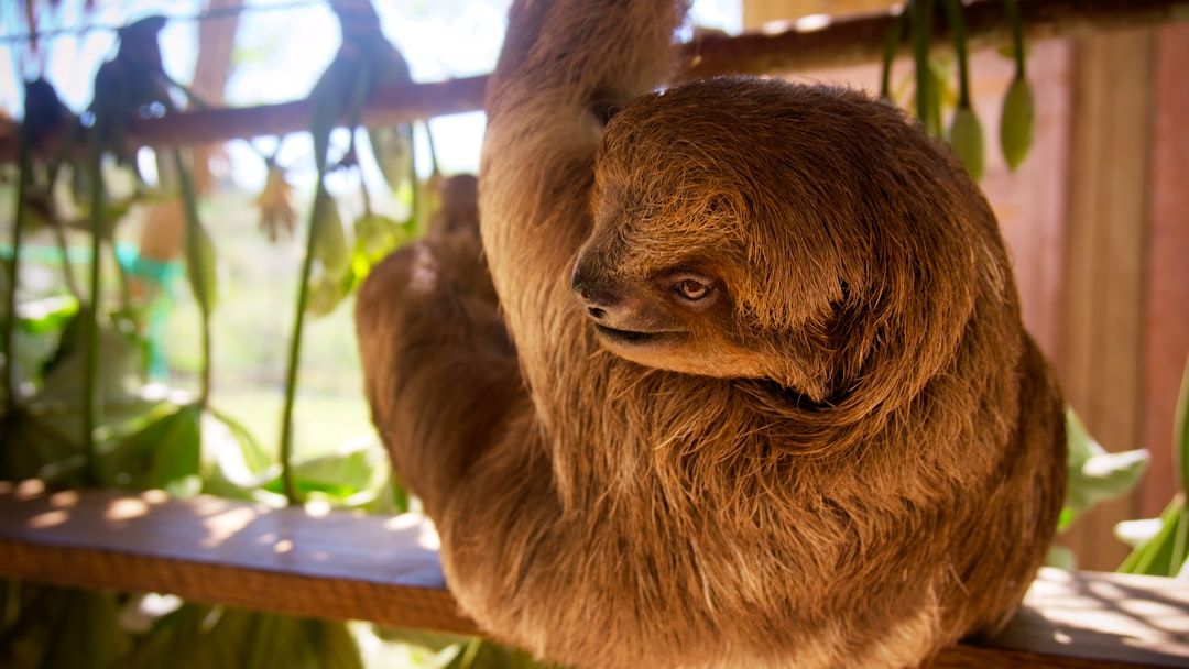 Why Are Sloths So Slow