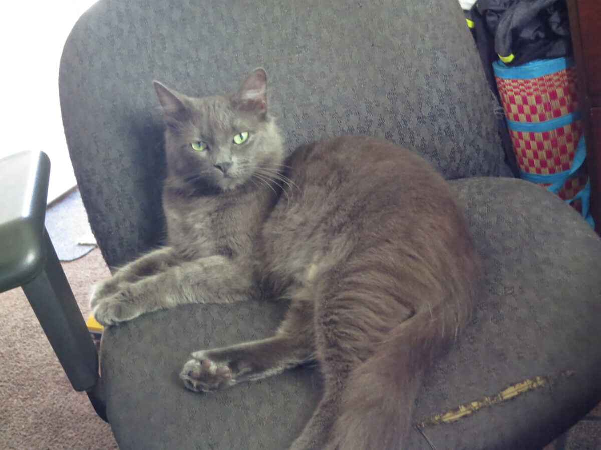 Tiny Castoff Cat With A Strange Meow Becomes The Heartbeat Of A Once Empty Home