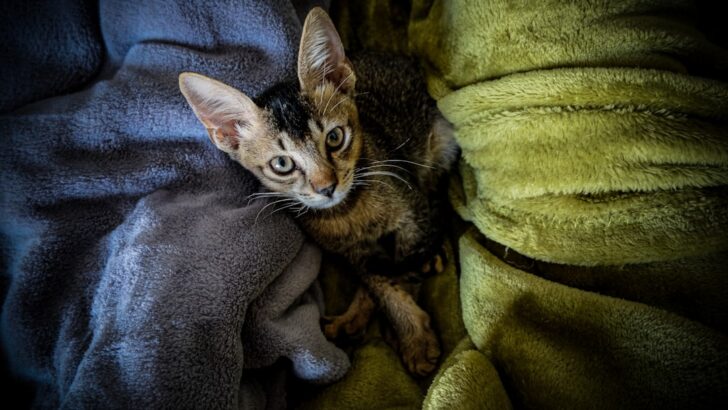 Philadelphia Woman Saves Scared Kitten, Rediscovers Purpose After Grandmother’s Death