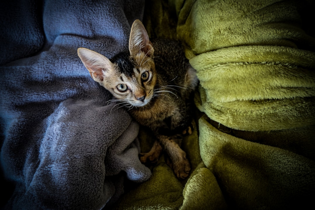 Grieving Granddaughter Saves Dying Kitten And Finds A Reason To Live Again