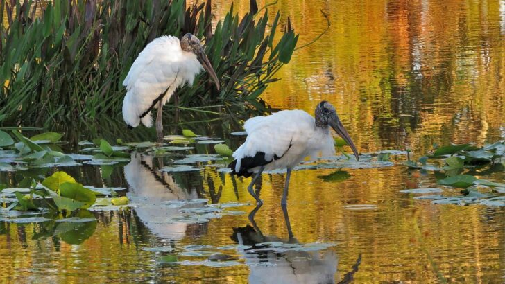 Florida Conservation Fund Secures 10,000-Acre Forest Haven for Manatees and Wood Storks