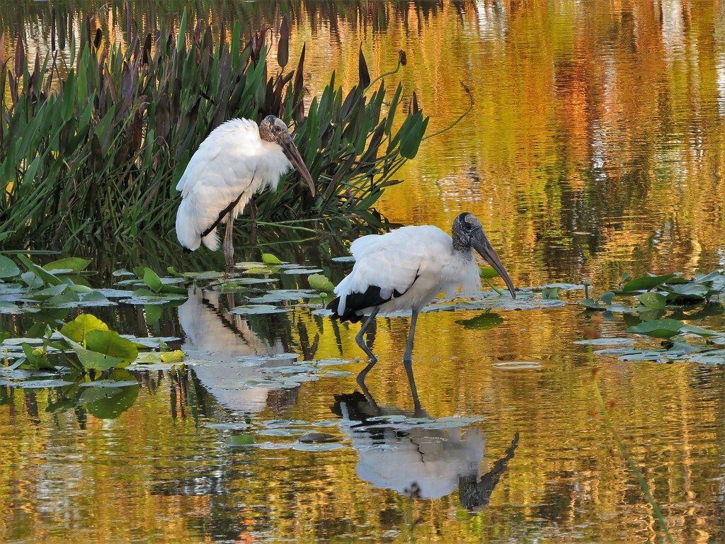 Florida Forest Protected for Manatee Migration and Threatened Wood Stork