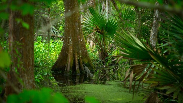 How Nitrogen-Fixing Trees Are Quietly Saving Tropical Forests
